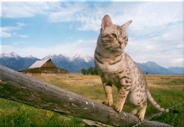 O. C. Kaht of Jackson Hole, Wyoming